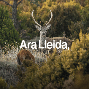 http://www.aralleida.cat/