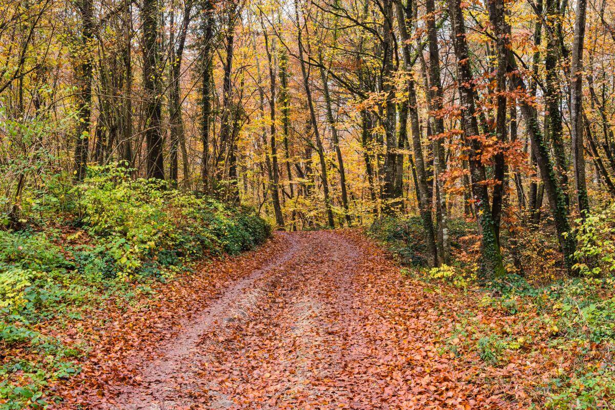 excursions per la garrotxa amb nens