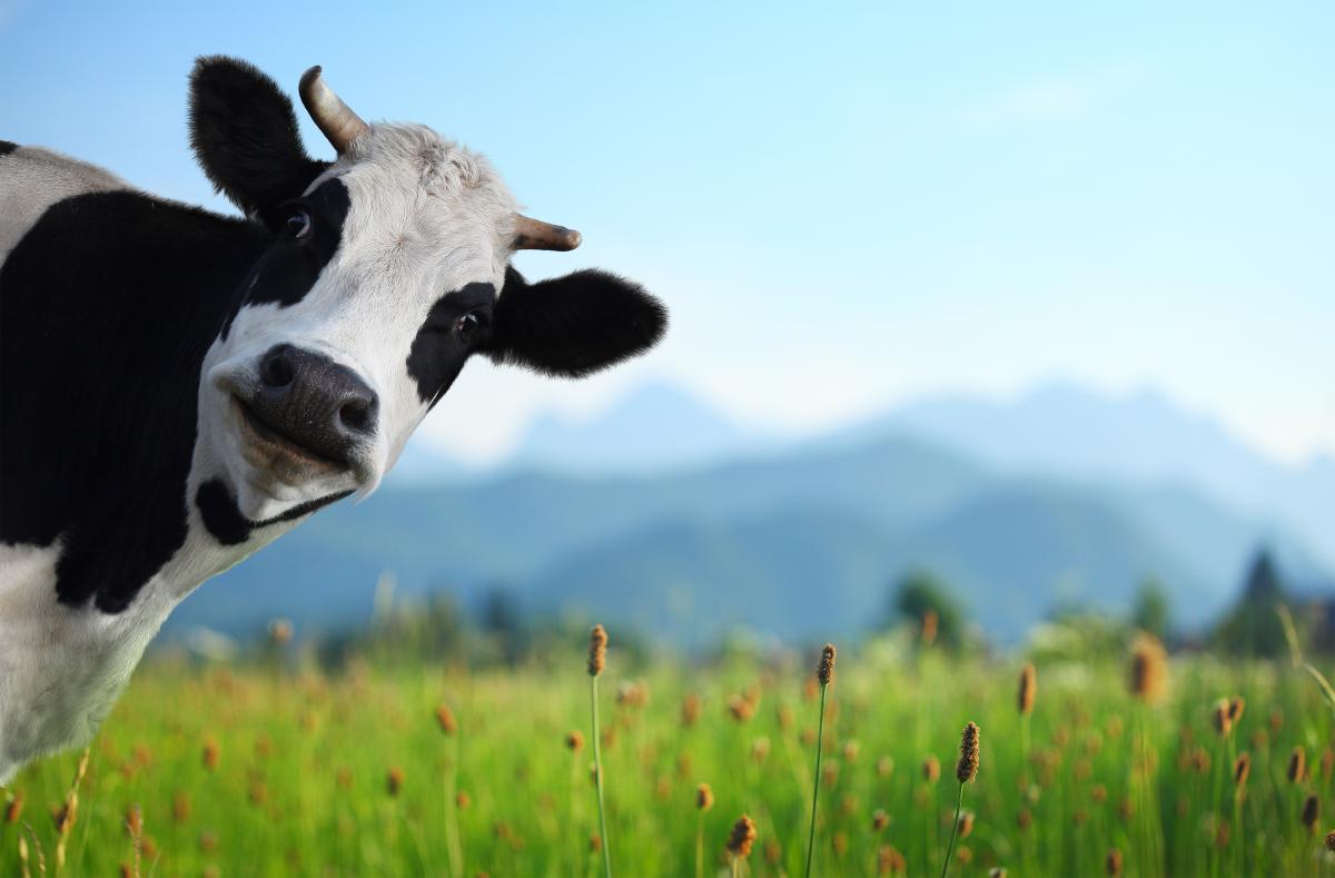 Feria de la Leche