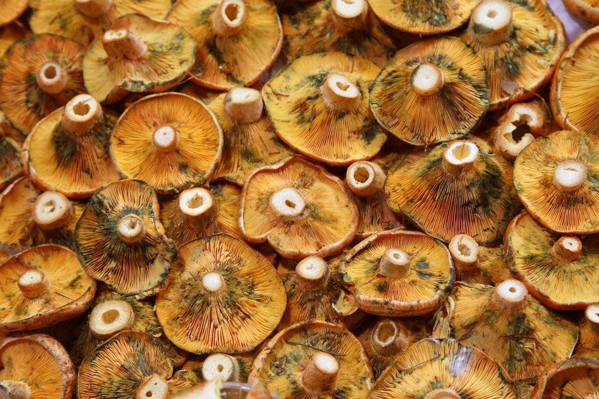 Boletus 2025, programa i activitats