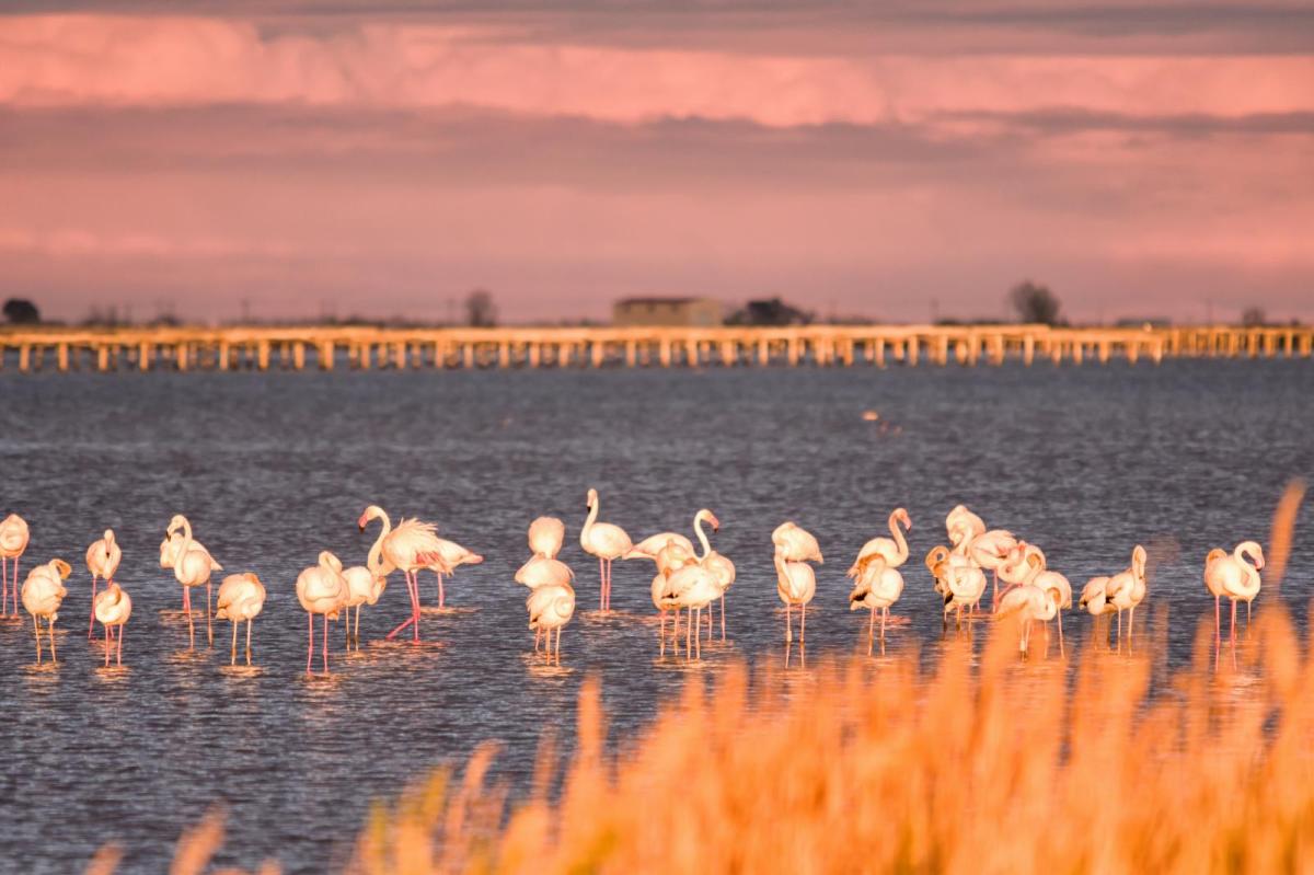 MónNatura Delta Tardor 2025, descobreix la Missió Flamenc