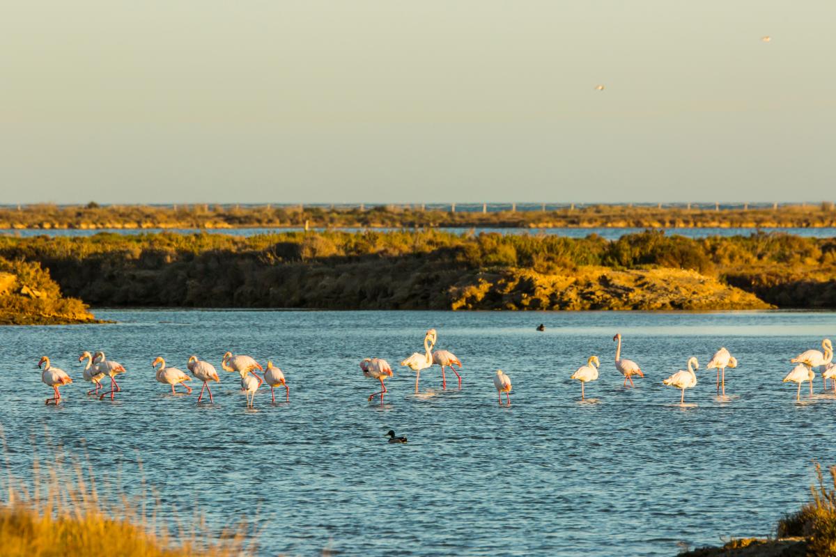 On el riu Ebre s'abraça amb el mar