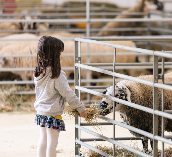 El Mercat del Ram de Vic, la tradicional fira de l'agricultura i la ramaderia amb activitats familiars