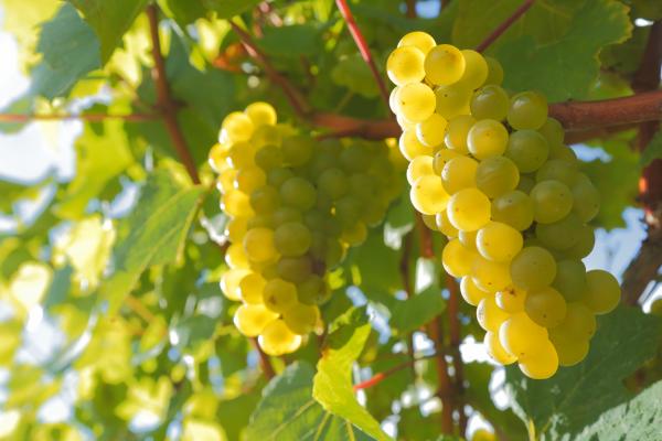 Banyeres del Penedès