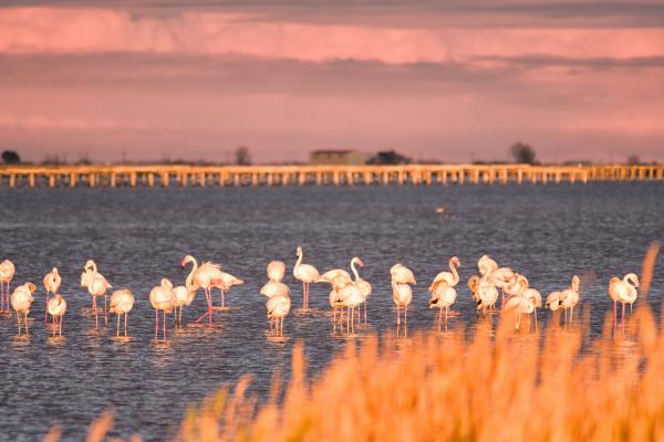 Una setmana al Delta de l'Ebre amb nens