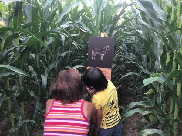 Un laberinto de maíz de más de tres hectáreas en el Baix Empordà, una aventura para toda la familia