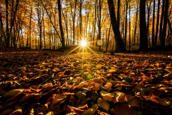 10 hayedos mágicos y espectaculares para ir de excursión con niños en otoño