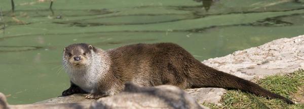 Centre de Fauna, al Pont de Suert, l'Alta Ribagorça | turismealtaribagorca.cat