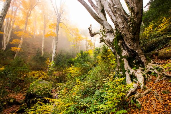 La Fageda de la Grevolosa de Sant Pere de Torelló