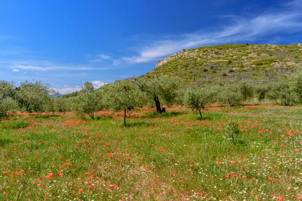 Boadella i les Escaules