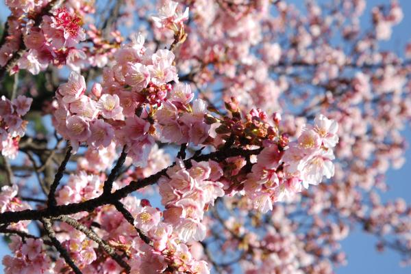 Ruta de los cerezos en flor de Sant Climent de Llobregat Con niños