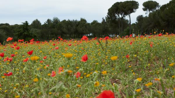 Un passeig pels Gallecs, al Vallès Oriental