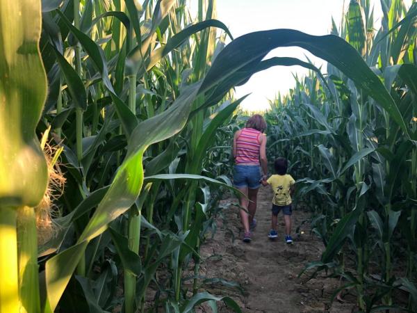 Un laberint de blat de moro de més de tres hectàrees al Baix Empordà, una aventura per a tota la família
