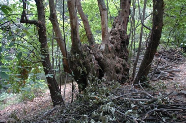 El Sot de l'infern, l'excursió en familía més coneguda del Montseny