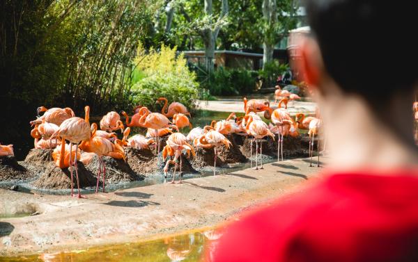 La educación, la herramienta más poderosa para cambiar el mundo | zoobarcelona.cat