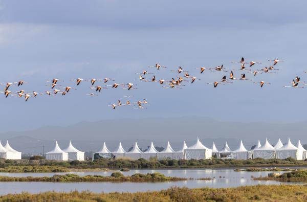 Delta Birding Festival a MónNatura Delta, un festival on compartir la passió pels ocells