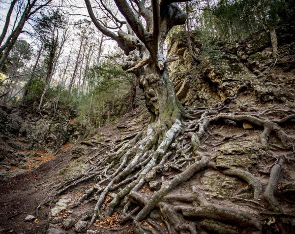 Fageda del Retaule i faig Pare amb nens