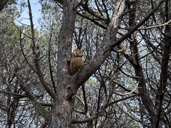 La fauna al Puig Pinell a Platja d'Aro
