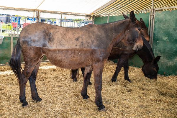<span>2</span> Feria de San Isidro de Solsona 2026, Información práctica | Foto: Solsona Turisme