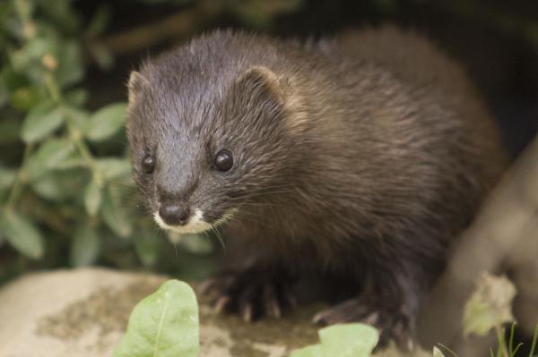 Centre de Fauna amb nens