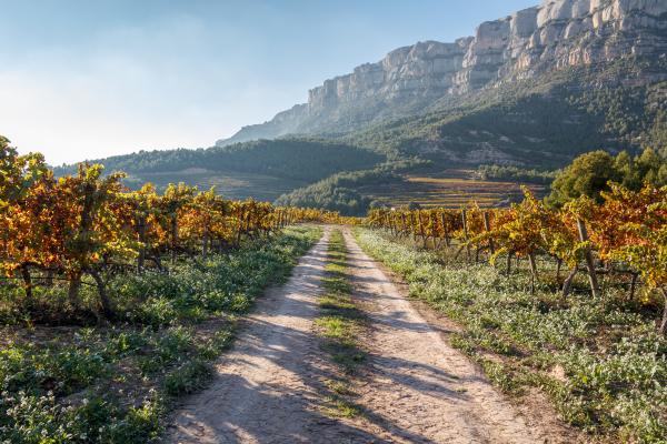 Un día en Bellmunt del Priorat con niños