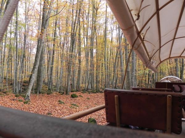 Carruajes por la Fageda d'en Jordà | activitatsgarrotxa.com