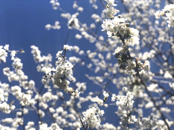 Floración en Riba-roja de Ebro: un paseo, una cata y una vuelta a caballo