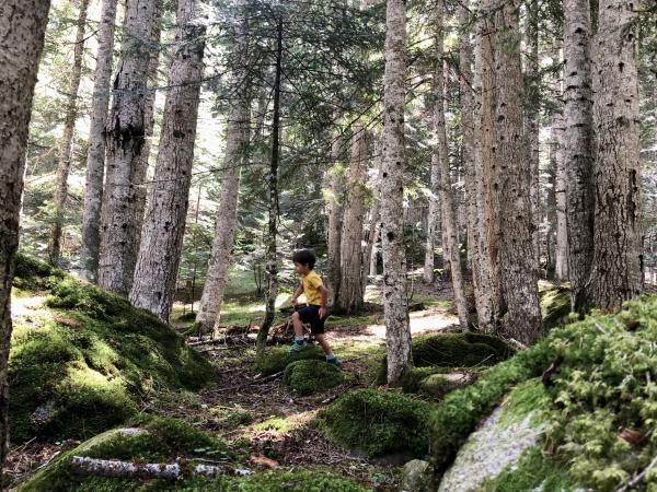 Un paseo por el Bosque de Gerdar, uno de los bosques con más abetos de Europa Con niños