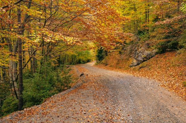 La fageda de Gresolet amb nens