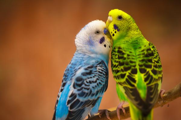 El jardín de los pájaros Con niños