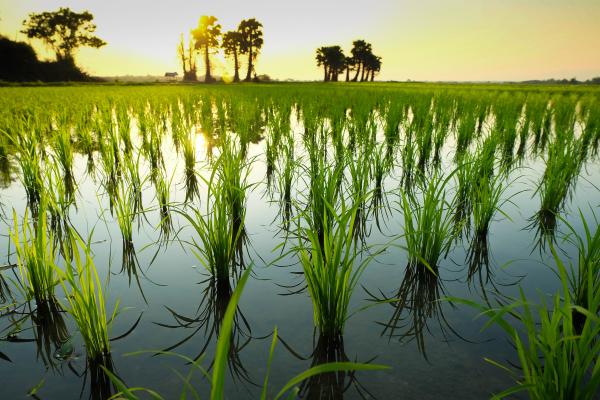 Fiesta de la Plantada del Arroz en L'Aldea 2025