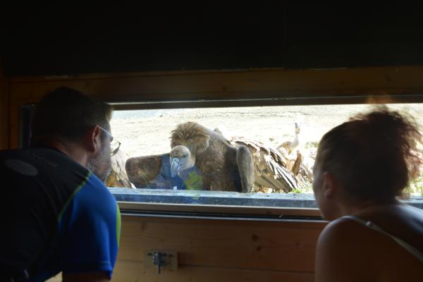 El Comedor de los Buitres, en Tremp | Foto: Ajuntament de Tremp