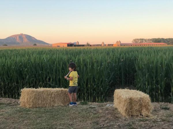 Un laberint de blat de moro al Baix Empordà