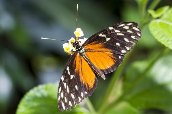 Butterfly Park