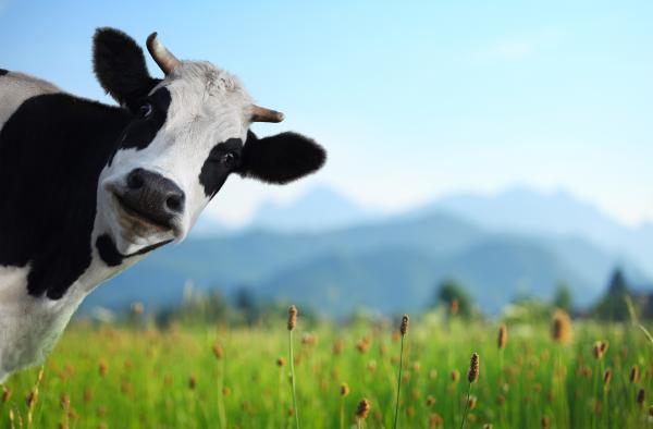 Feria de la Leche de Volibí d'Onyar, una muestra para conocer el sector ramadero en familia