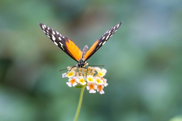 Butterfly Park amb nens