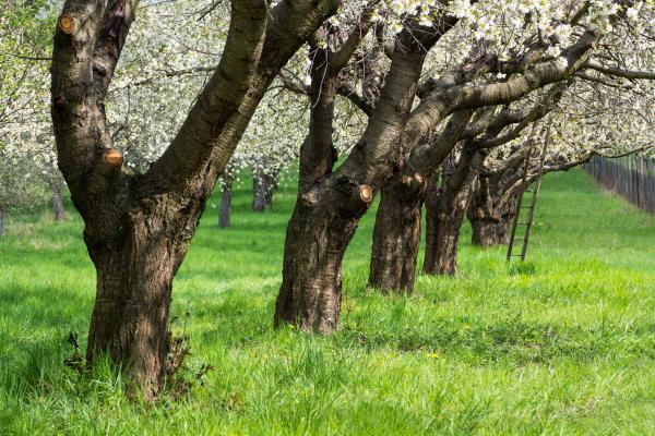 Ruta dels cirerers en flor de Sant Climent de Llobregat