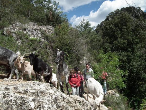 Un dia fent de pastor a Capafonts | Un fia fent de pastor. Foto: ELBROGIT.COM