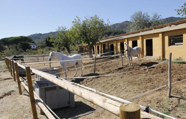 Paseo en pony Con niños