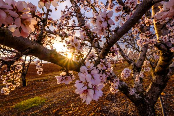 Vermut entre almendros floridos en Arbeca