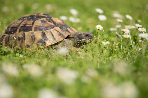 Centro de recuperacion de anfibios y reptiles de Catalunya en Masquefa Con niños