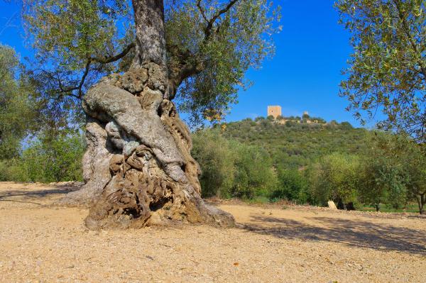 Oliveres mil·lenàries