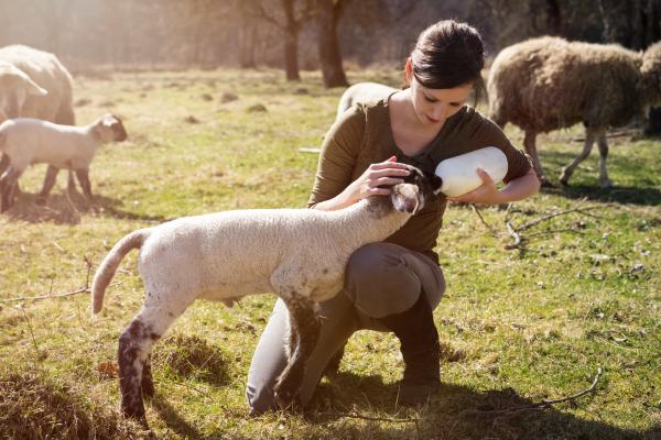 La Volta de Ferreres, da el biberón a las crías de corderos
