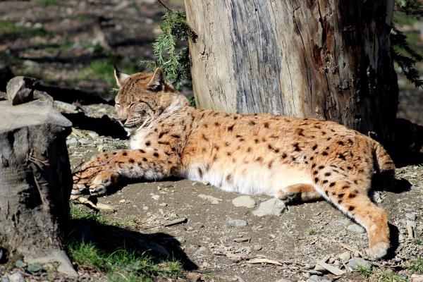 Aran park, un parque con animales salvajes en Bossòst, Vall d'Aran | conselharan.org | aran-park.es