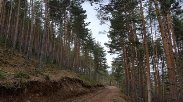 La Ruta de la Fauna de Montiberri, a l'Alta Ribagorça, una excursió per seguir el rastre dels animals | SeCR4 - wikiloc | SeCR4 - wikiloc | SeCR4 - wikiloc | xgumara - wikiloc