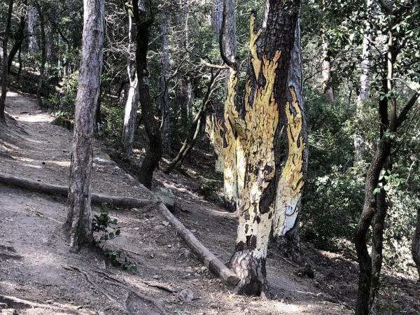 Excursions a la Conca de Barberà amb nens