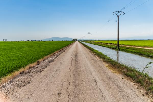 Paseo entre arrozales y cítricos Con niños