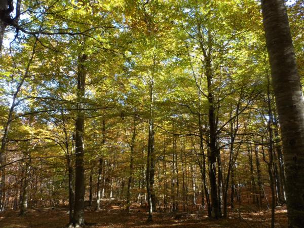 La Font del Frare, la excursión más corta del Montseny