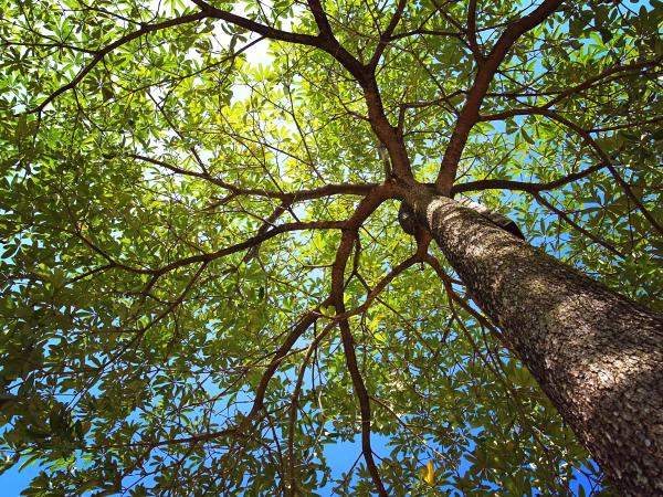 Fira de l'Arbre i de la Natura de Muntanyola