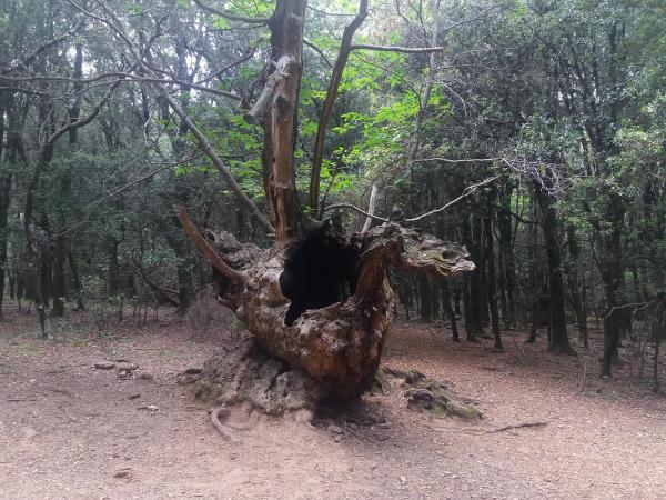 La Ruta al Castanyer del Drac Con niños